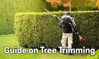 When to Prune Trees: Seasonal Tree Trimming Guidelines for U.S. Homeowners