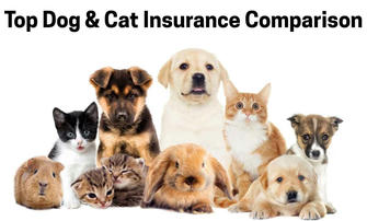 Top Dog & Cat Insurance Providers in the U.S. This Year