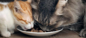 Automatic Pet Feeders for Busy Owners: Features to Consider in 2025